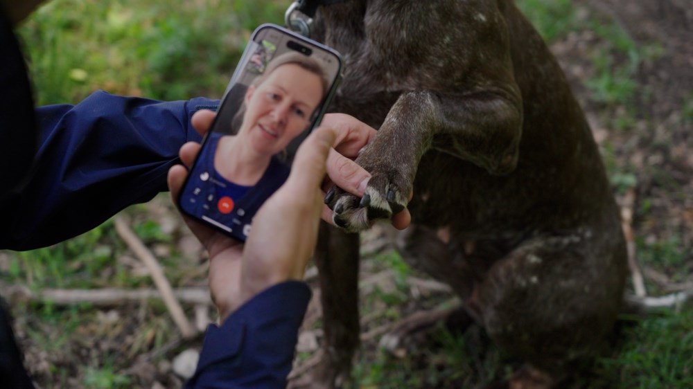 Ein person i ein skog peikar mobilen mot poten til hunden sin under ein videokonsultasjon med veterinær hos FirstVet.