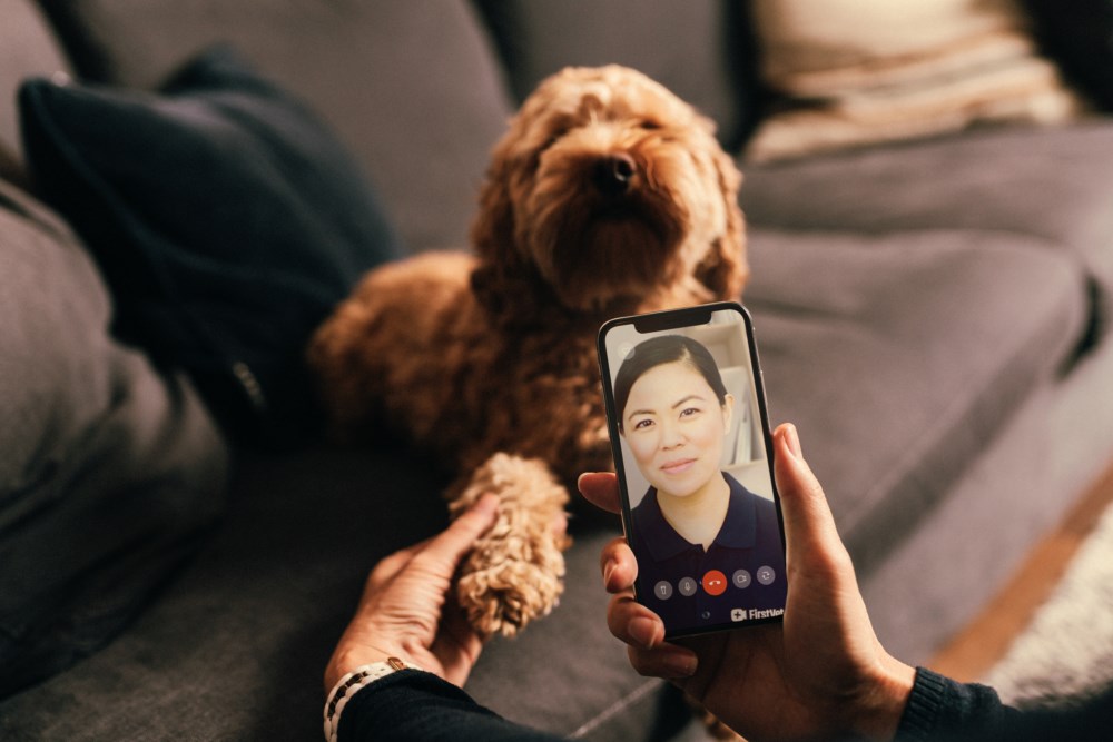 Hund ligg i sofa og får veterinærhjelp over telefon